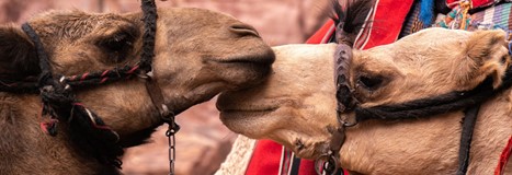 Duurzaamheidstraining voor reisbegeleiders