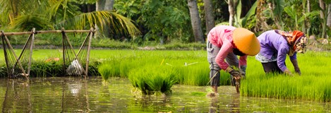 Ibu Harnik in Indonesië