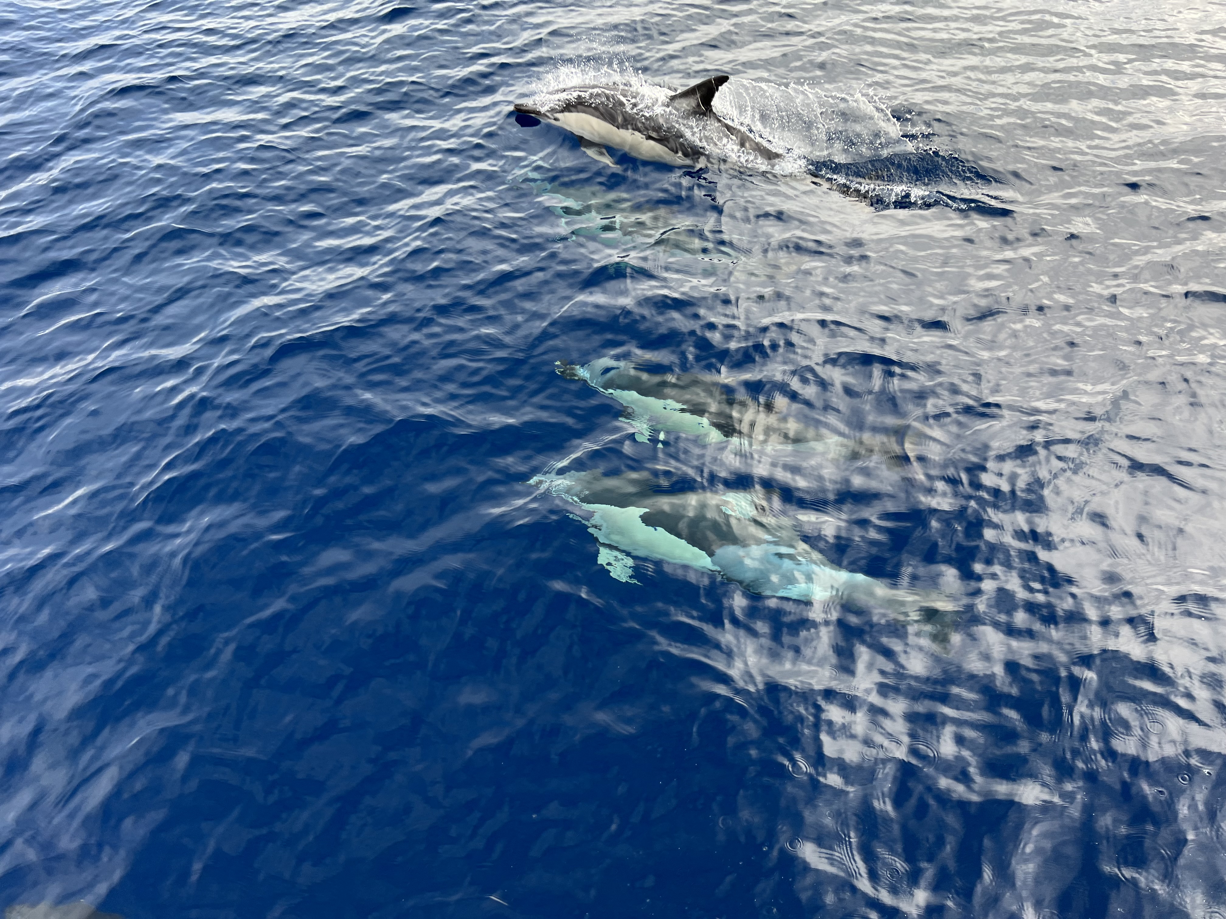 introduction-image