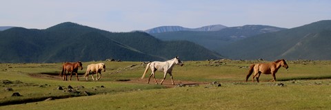 Mongolië en zijn beestenboel